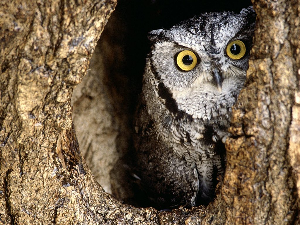 Screech Owl, Southern Texas